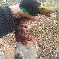 Комтас